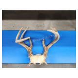 Whitetail 8-point deer antlers Whitetail 8-point deer antlers