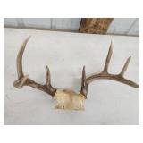 Whitetail 8-point deer antlers Whitetail 8-point deer antlers