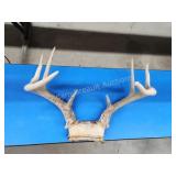 Whitetail 8-point deer antlers Whitetail 8-point deer antlers