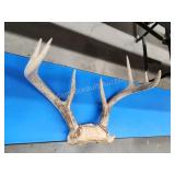 Whitetail 8-point deer antlers Whitetail 8-point deer antlers