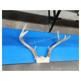 Whitetail 8-point deer antlers Whitetail 8-point deer antlers