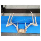 Whitetail 8-point deer antlers Whitetail 8-point deer antlers