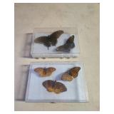 2 butterfly sets