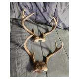 2 sets whitetail deer antlers, 8 point, 7 point
