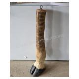 Giraffe Taxidermy Hoof Display Piece