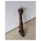 Taxidermy Wildlife Hoof Display Piece