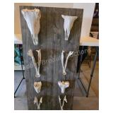 Assorted mounted animal skulls/jaw bones