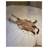Partial animal hide and hooves