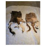 2 Partial Wildebeest animal hides with hooves
