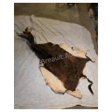 Sable Antelope full animal hide