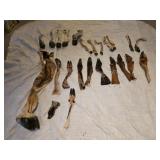 Assorted animal hooves