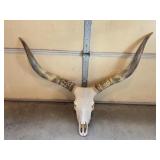 Watusi cattle skull