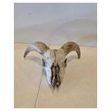 Vintage Ram skull