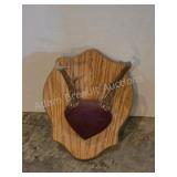 Whitetail deer antlers with custom wooden plaque