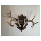 Farm raised white tail deer antlers on custom