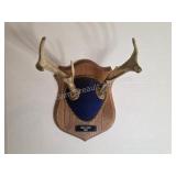 Whitetail deer antlers with custom wooden plaque,