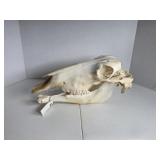 Professionally Cleaned Skull