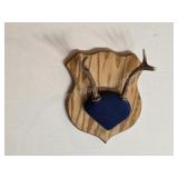 Whitetail deer antlers with custom wooden plaque