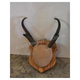 Pronghorn Antelope horns with custom wood plaque