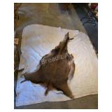 Fallow deer hide