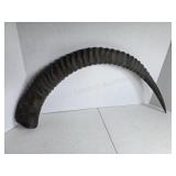 Single Sable Antelope horn