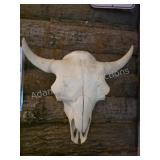 American Bison Skull