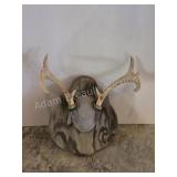 Whitetail deer antlers with custom wooden plaque