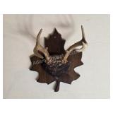 Whitetail deer antlers with custom wooden plaque