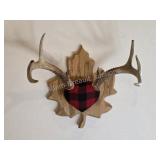 Whitetail deer antlers with custom wooden plaque