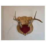 Whitetail deer antlers with custom wooden plaque