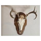 Whitetail deer european mount with custom wooden