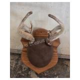 Whitetail deer antlers with custom wooden plaque