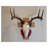 Whitetail deer antlers with custom wooden plaque