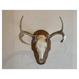 Whitetail deer european mount with custom wood