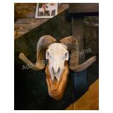 Corsican Ram skull mounted on a wooden plaque