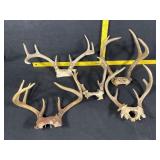 Deer Antlers