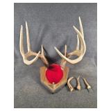 Deer Wall Mount & Spiked