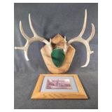 Deer Wall Mount & Picture