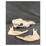 Cow Skull and Jaw Bone