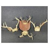 Deer Antlers