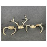 Deer Antlers