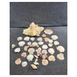 Cells of various sizes and more