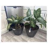 Dieffenbachia Plant (2)