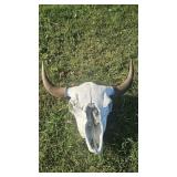 Real steer skull
