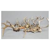 Deer Antlers