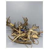 Deer Antlers