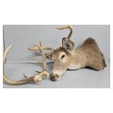 Buck Mount, Deer Horns
