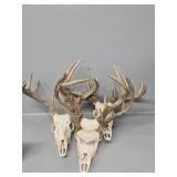 Deer Skulls(3), Deer Antlers(1)