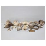 Natural Seashells and Driftwood Home Decor