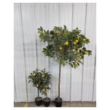 Lemon Trees(3)